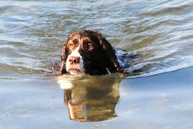 Parksville beaches off-limits to dogs to protect Brant geese migration