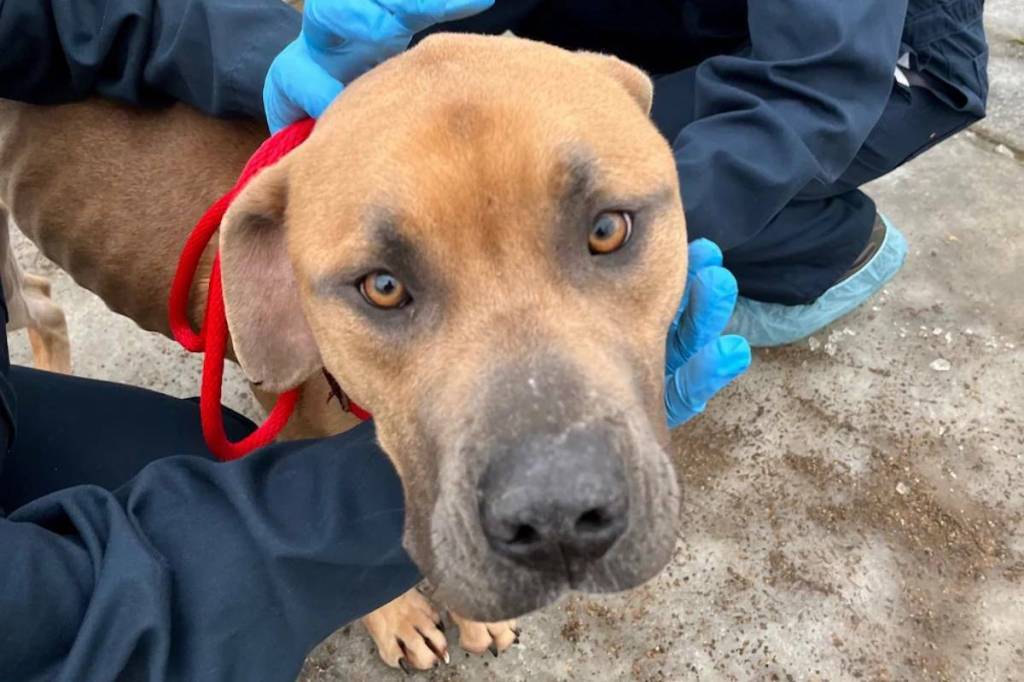 Clearwater man found guilty of ‘appalling’ animal cruelty sent to jail - Parksville Qualicum News