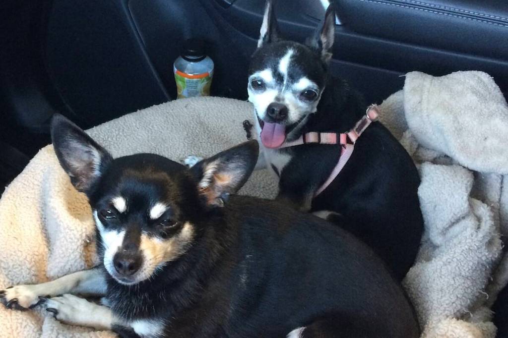 BARKING BUDDIES: Anniversary time for canine correspondent